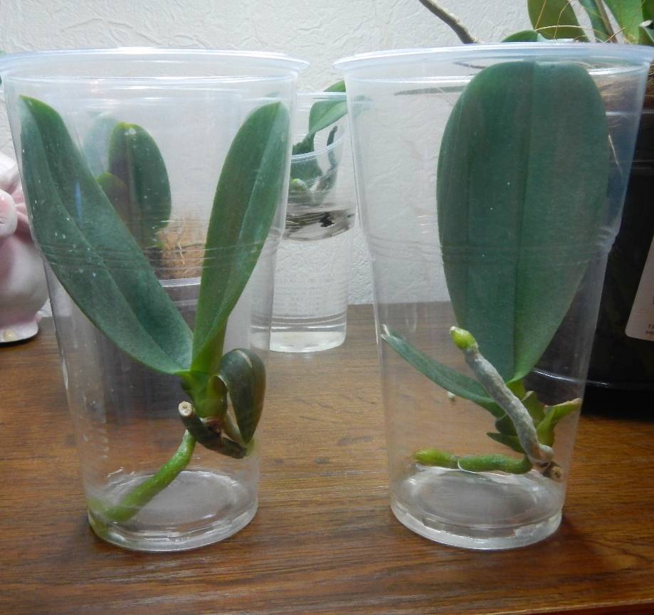 Размножение орхидеи цветоносом в домашних условиях