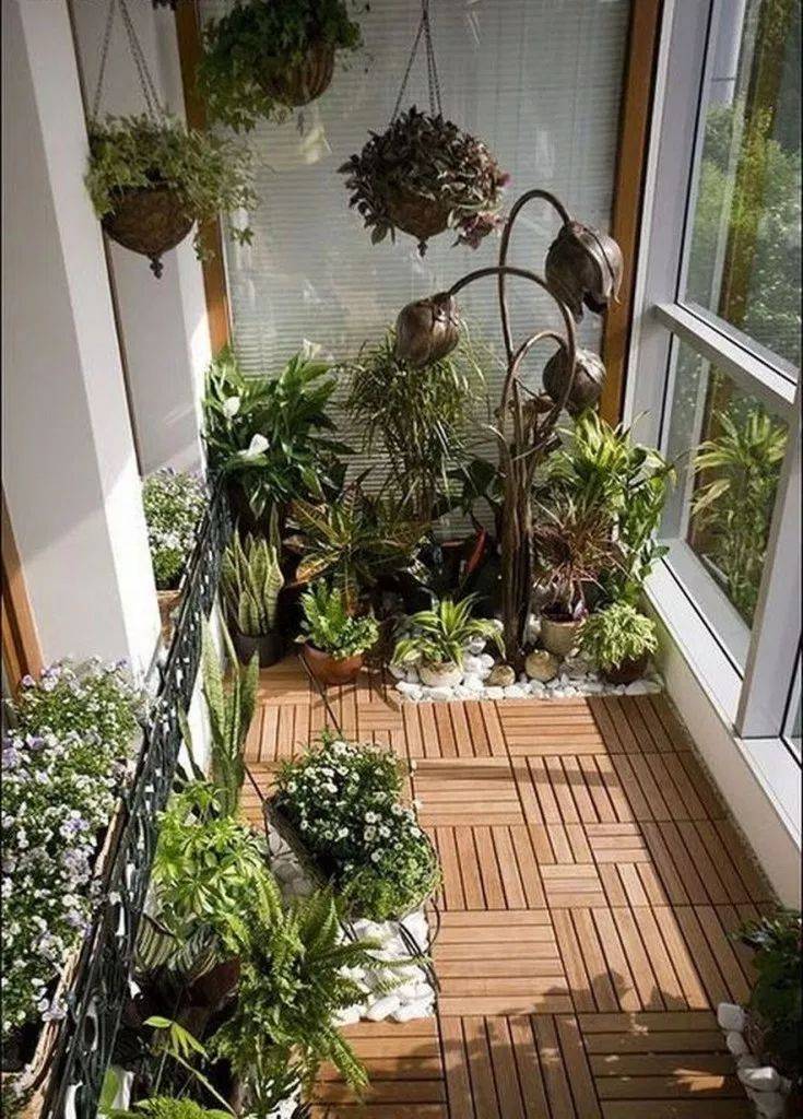 Морозостойкие растения для балкона