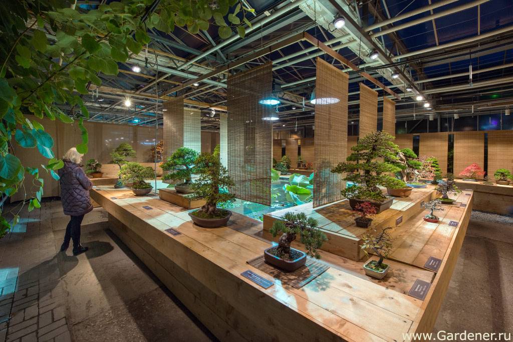 Выставка японских бонсай открылась в ботаническом саду мгу
