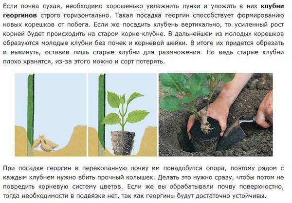Георгины многолетние: посадка и уход, выращивание из семян, размножение, болезни, место в ландшафтном дизайне + фото и видео
