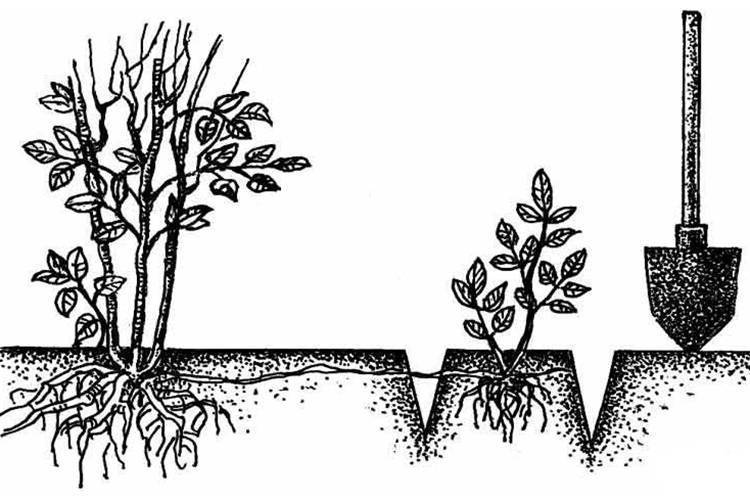 Седум (очиток): посадка и правильный уход в открытом грунте – уход за растениями