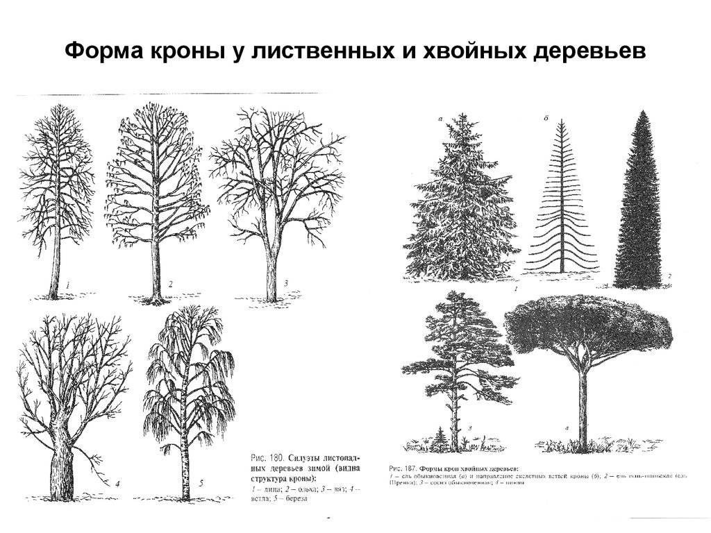 Названия распространенных лиственных деревьев и интересные факты про них