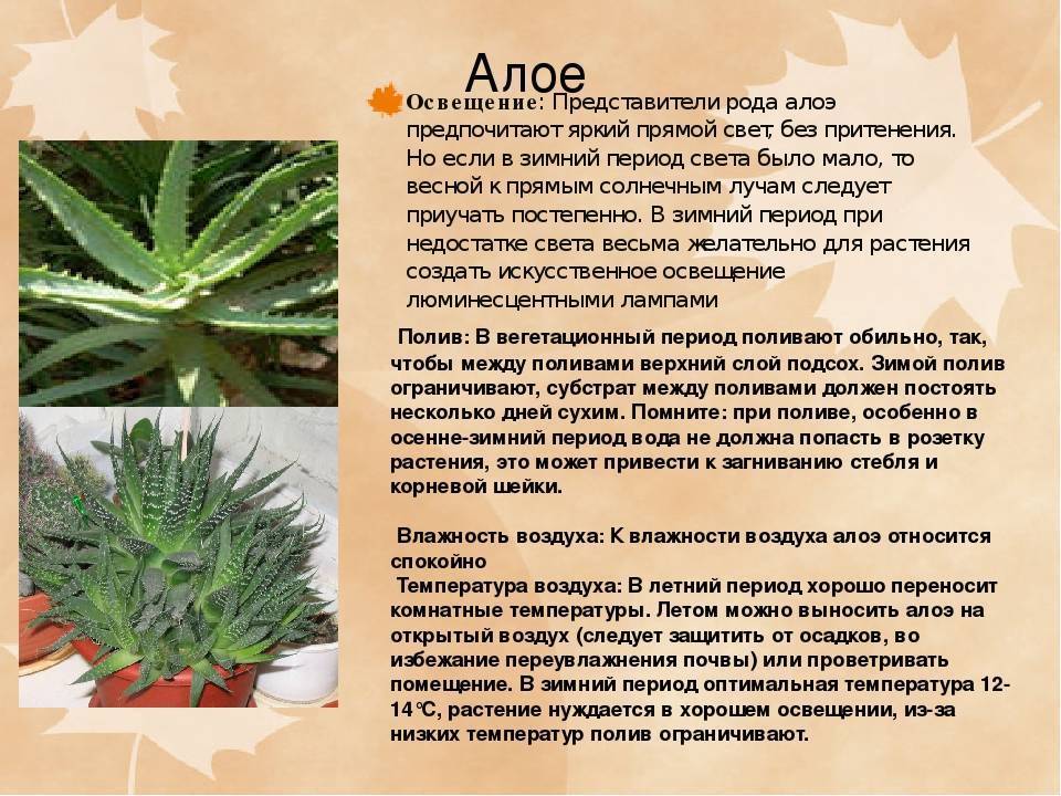 Как вырастить алоэ в домашних условиях: уход, размножение, полезные свойства и фото - sadovnikam.ru
