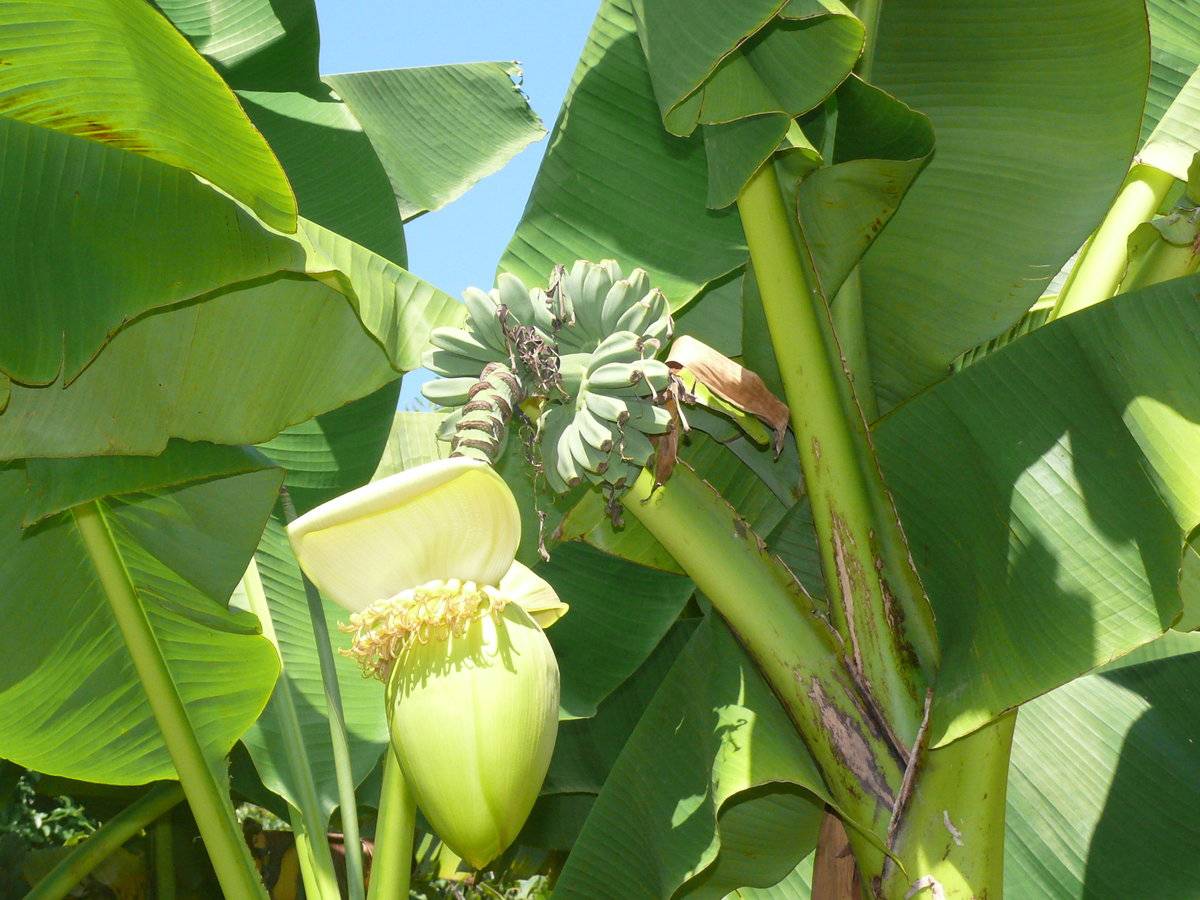 Как и где растут бананы в природе, в какой стране, как размножаются?