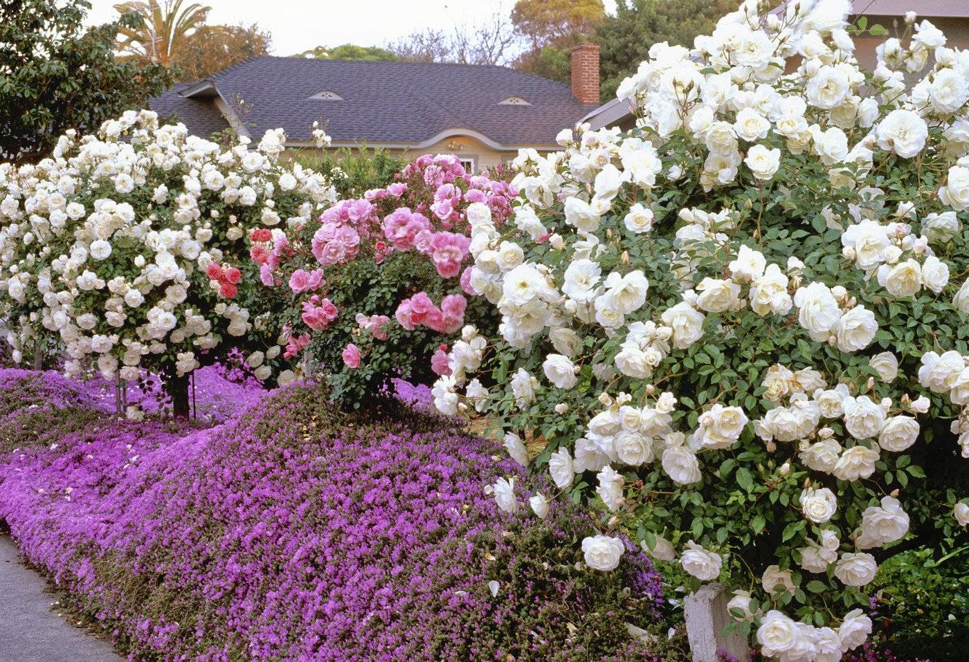 Роза боника: описание сорта, особенности выращивания