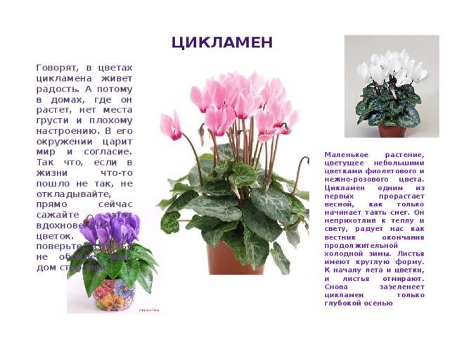 Цветок цикломения: уход, пересадка после покупки, разведение, описание с фото и советы - sadovnikam.ru