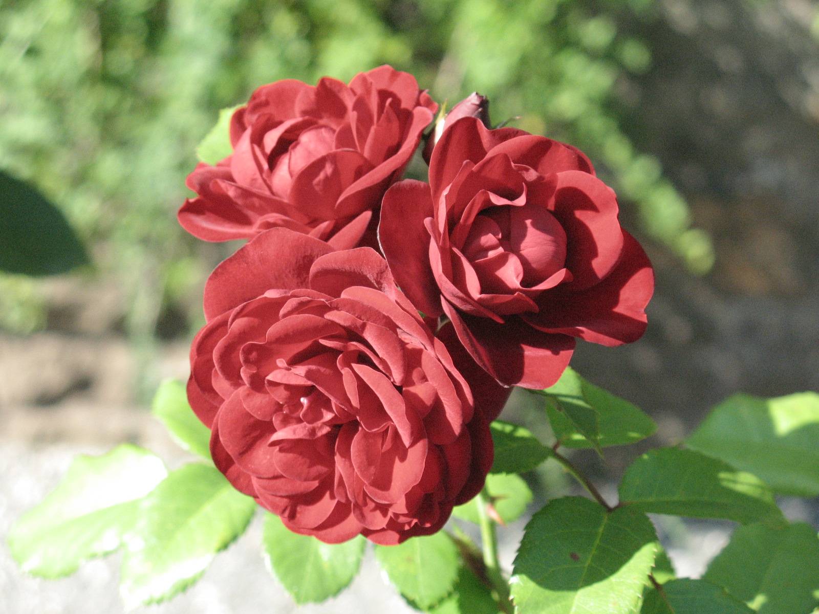 Описание красной розы сорта лаваглут: что это за идеальная маленькая флорибунда