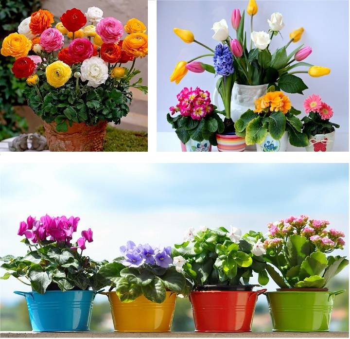 Можно ли дарить цветы в горшках на день рождения — приметы и их толкование