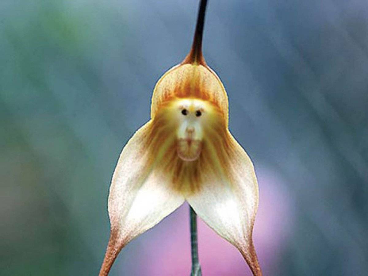 Орхидея дракула (обезьянья): уход в домашних условиях, пересадка