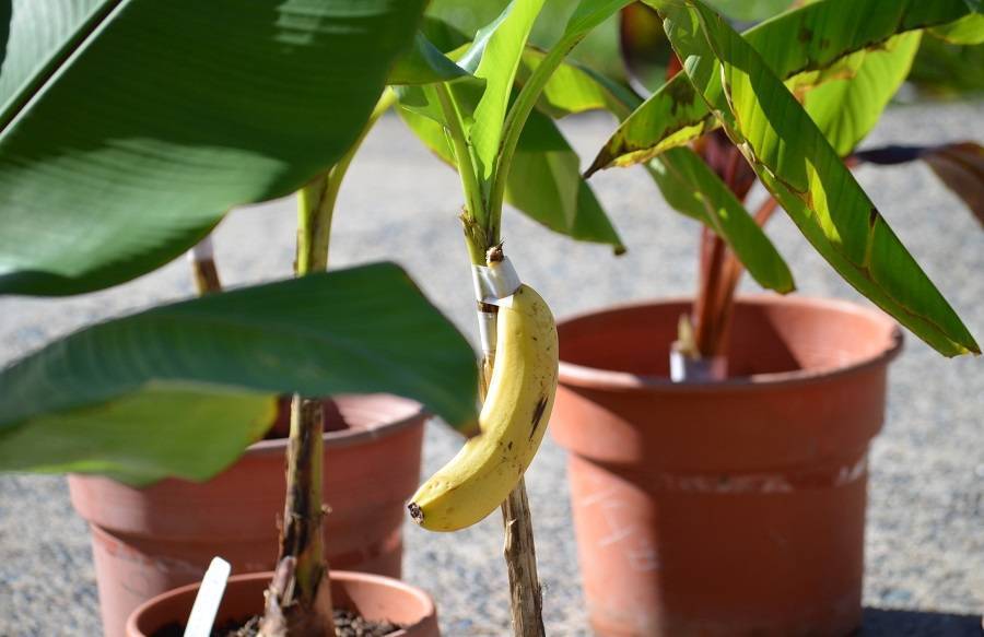 Банан домашний уход, размножение, болезни, выращивание в домашних условиях