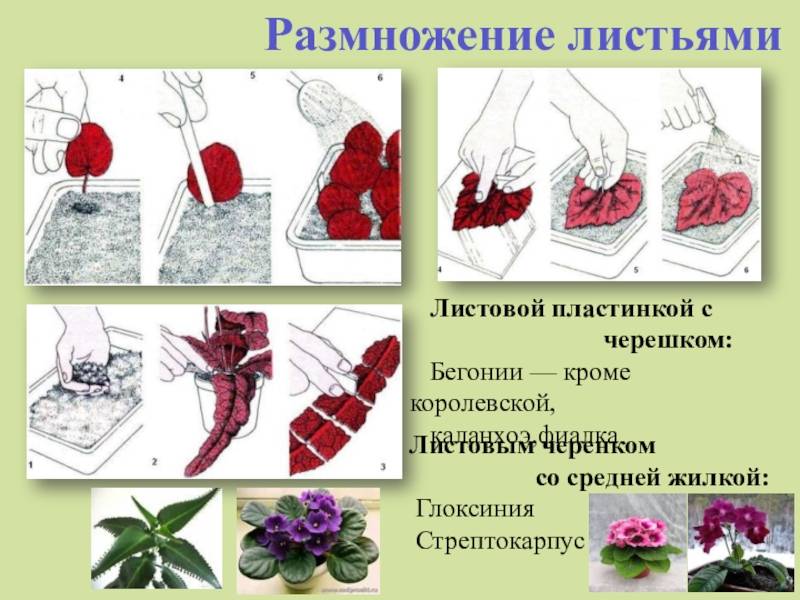 Как укоренить бегонию черенком? размножение бегонии черенками в домашних условиях - sadovnikam.ru