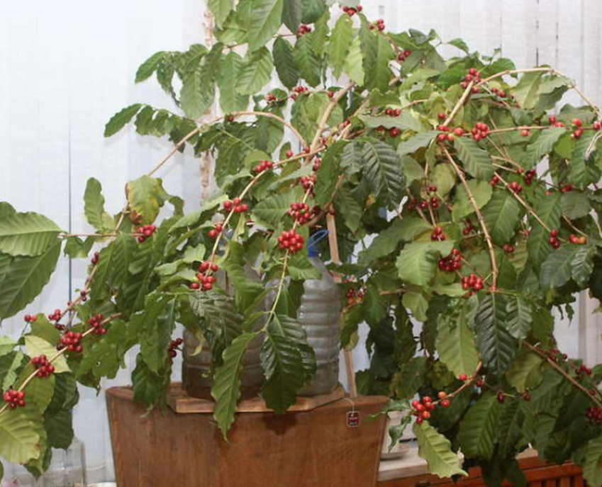 Кофейное дерево: выращивание кофе в домашних условиях
