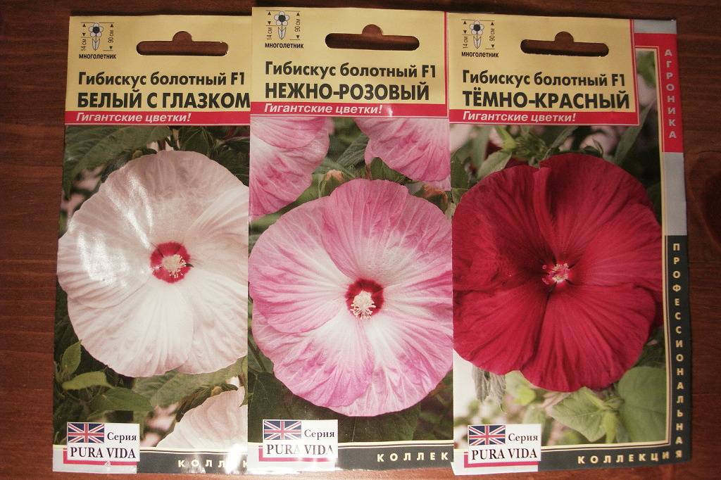 Садовый гибискус - 115 фото, варианты ухода и обзор применения в дизайне красивых цветов