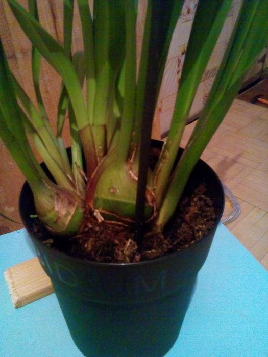 Орхидея цимбидиум: уход в домашних условиях и выращивание