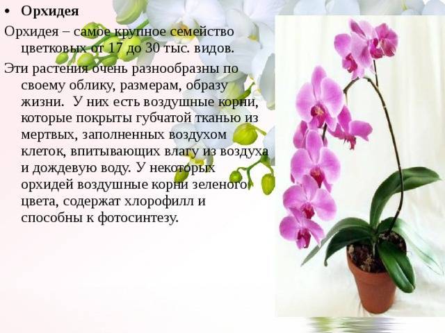 Почему не цветет орхидея: причины, что делать