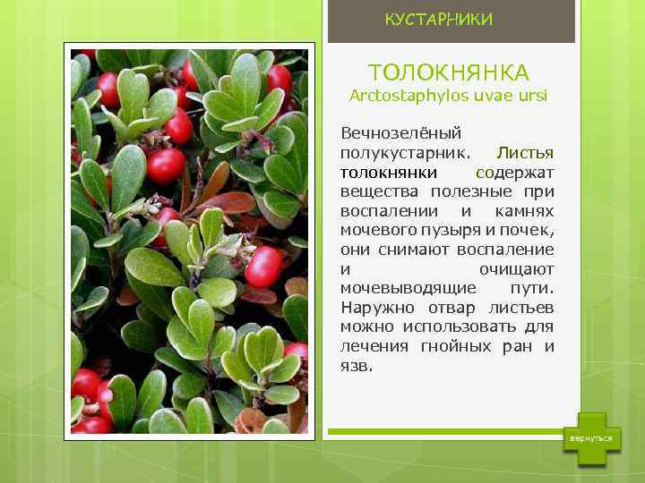 Растение толокнянка - лечебные свойства и применение в народной медицине