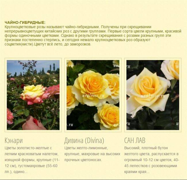 Талея роза - описание сорта, рекоменадии по выращиванию, отзывы