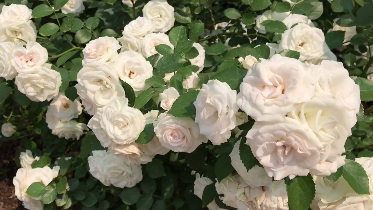 Роза «аспирин» («aspirin rose»): описание сорта, посадка, выращивание и уход