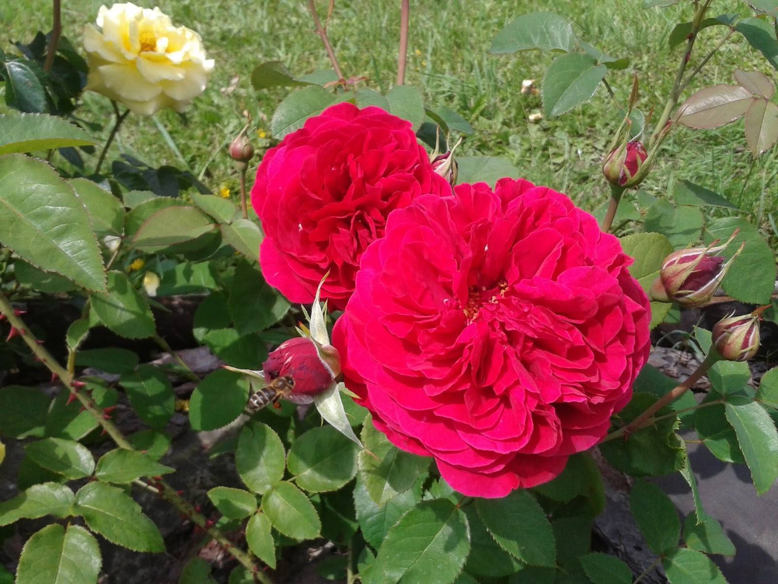Описание розы джеймс галвей из коллекции остина- что это за сорт, как выращивать - veela