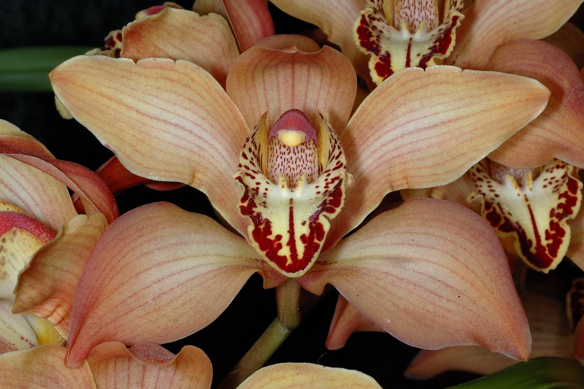 Орхидея цимбидиум: уход в домашних условиях, нюансы выращивания тропического цветка