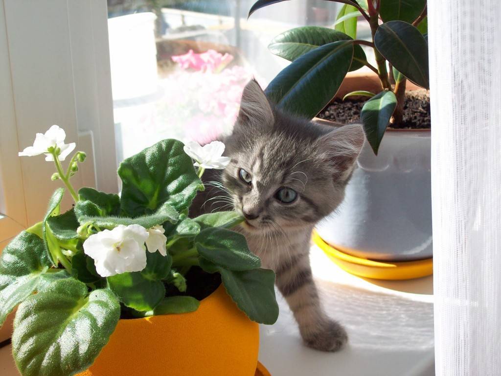 Лучшие способы как отучить кошку лезть в цветы и грызть их