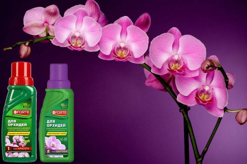 Ухаживаем за любимым растением — правила подкормки орхидеи во время цветения