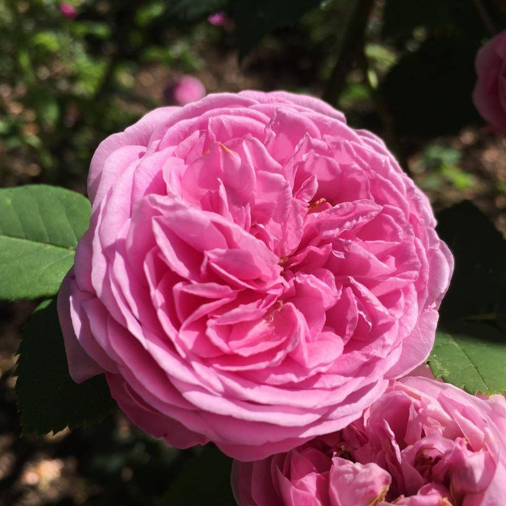 Парковый сорт розы луис одьер (louise odier), посадка и уход за ароматным цветком