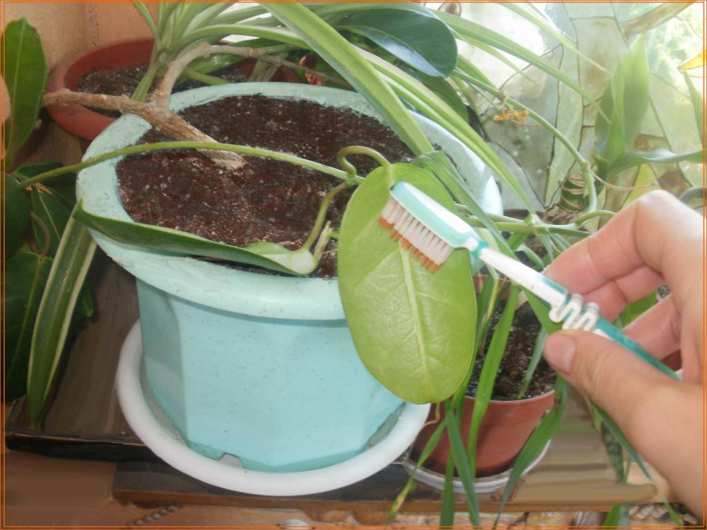 Что делать если в орхидеях завелись мошки: как избавиться в домашних условиях