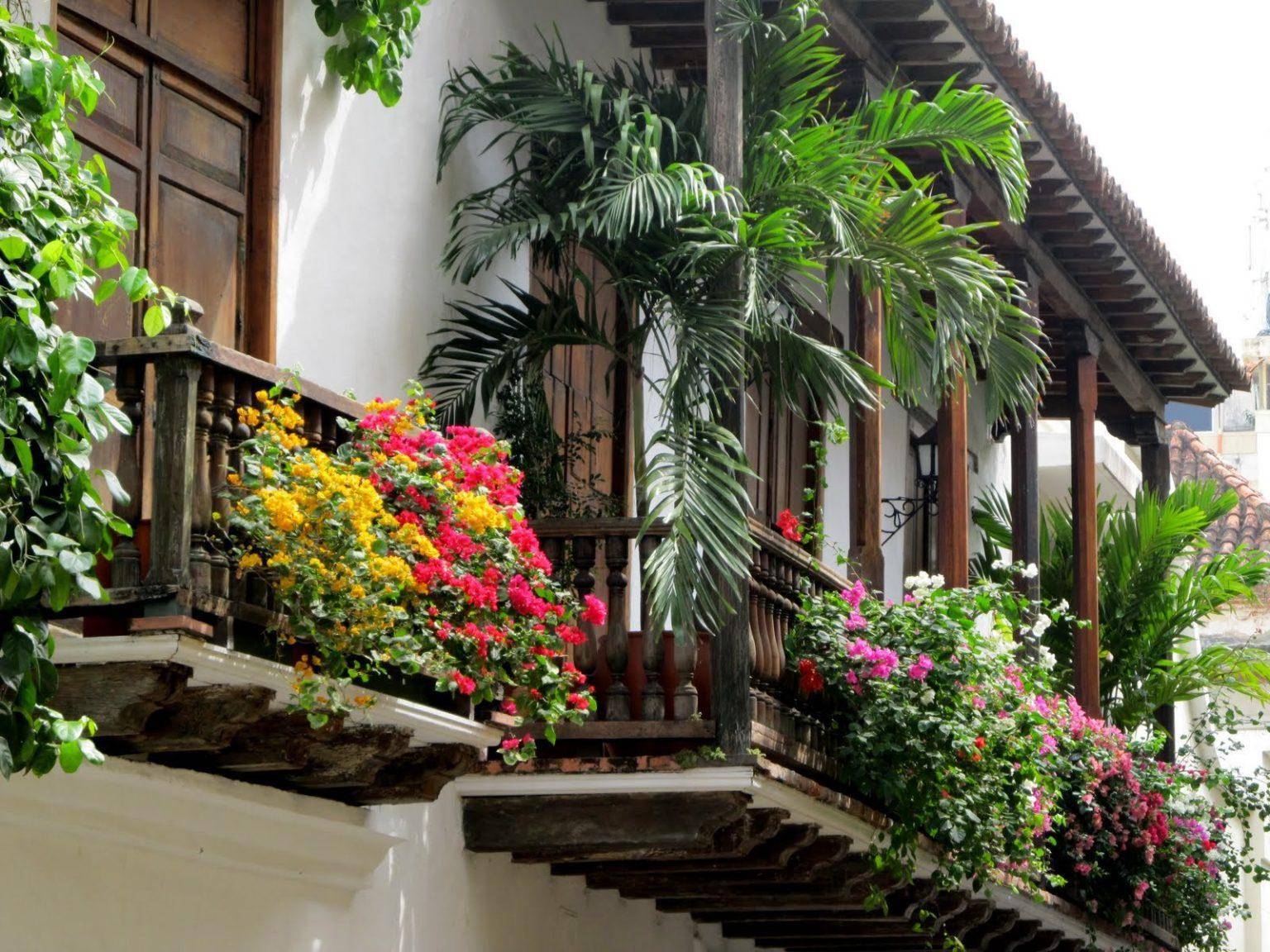 Вертикальное озеленение балконов. фото — ботаничка