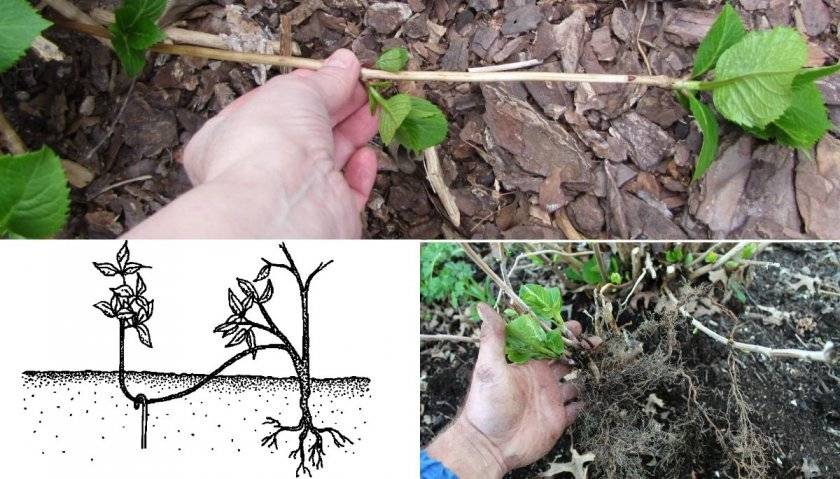 Гортензия древовидная в саду: личный опыт по выращиванию
