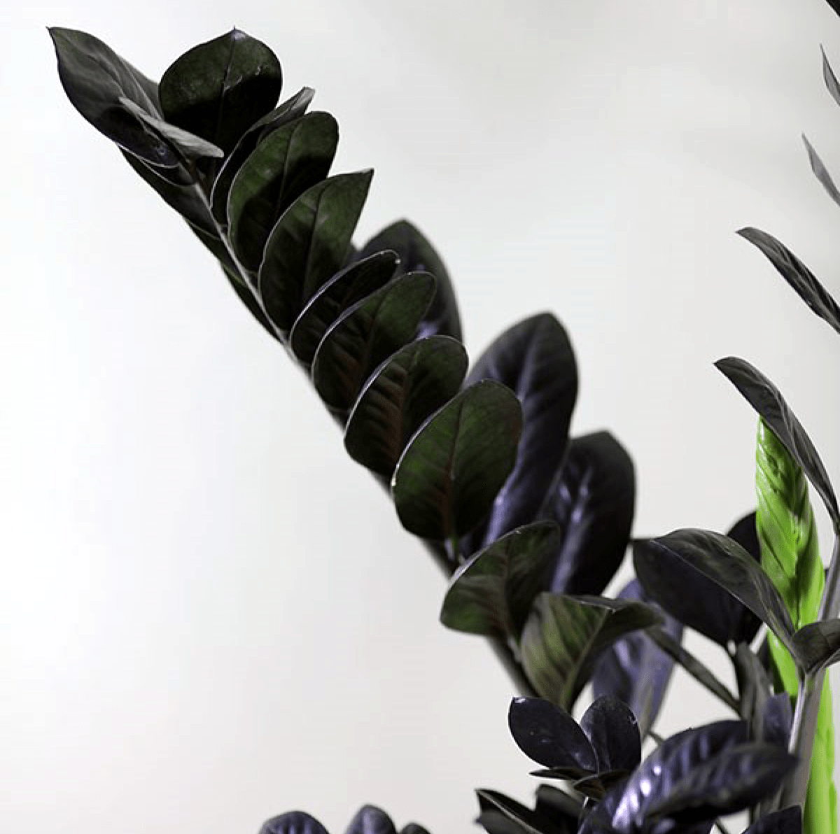 Черный замиокулькас или рейвен, равен (raven): фото этого вида долларового дерева, именуемого черным принцем, вороном из-за темных, а не зеленых листьев, отличия цветка, посадка, уход в домашних услов