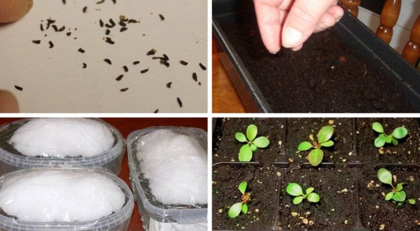 Как правильно выращивать бадан: свойства, посадка, уход и размножение