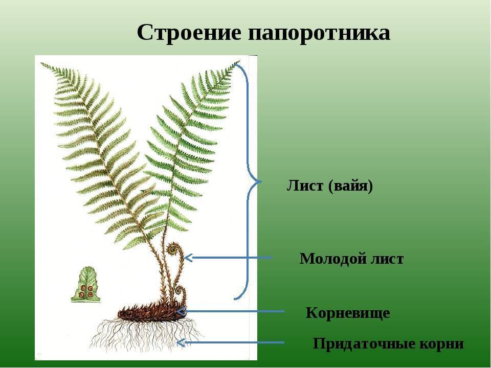Папоротникообразные растения: характеристика группы, биологическое значение | tvercult.ru