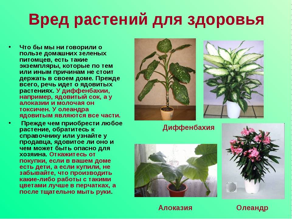 Какие комнатные растения полезны для человека — названия и описание