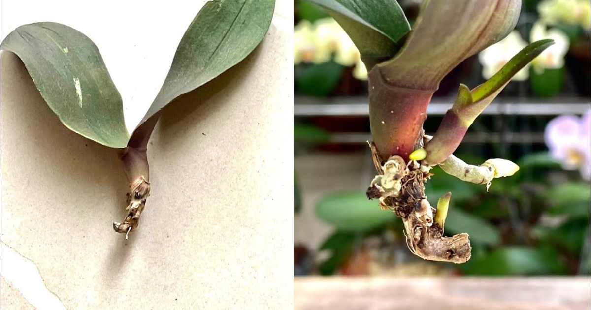 Реанимация орхидеи: наращиваем корни и листья