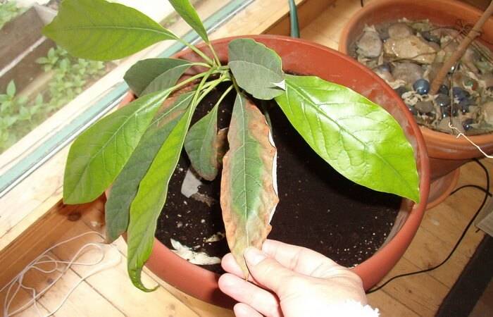 Авокадо: выращивание и уход в домашних условиях