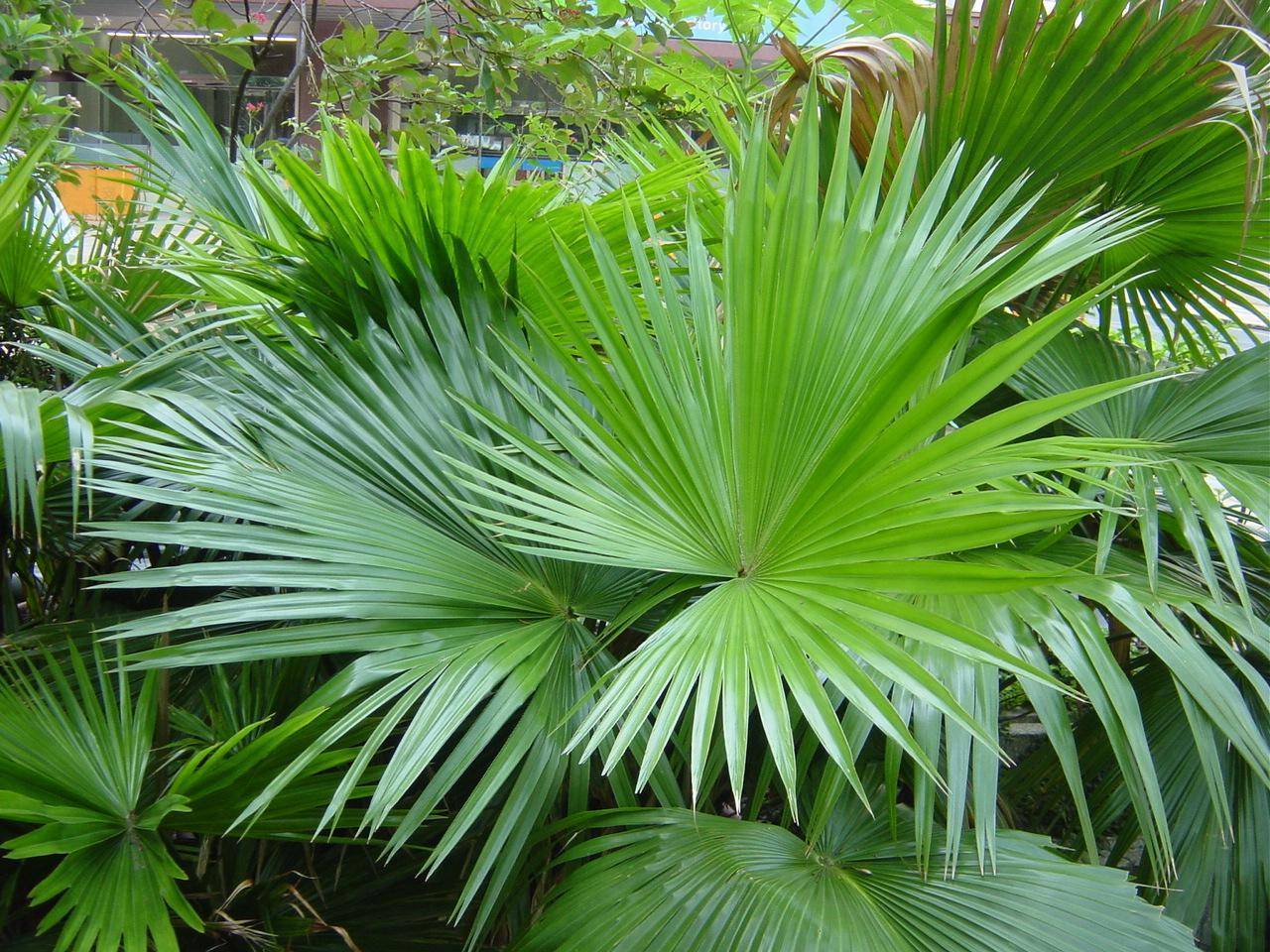 Комнатные пальмы: их разновидности с фото и названиями | organic mix