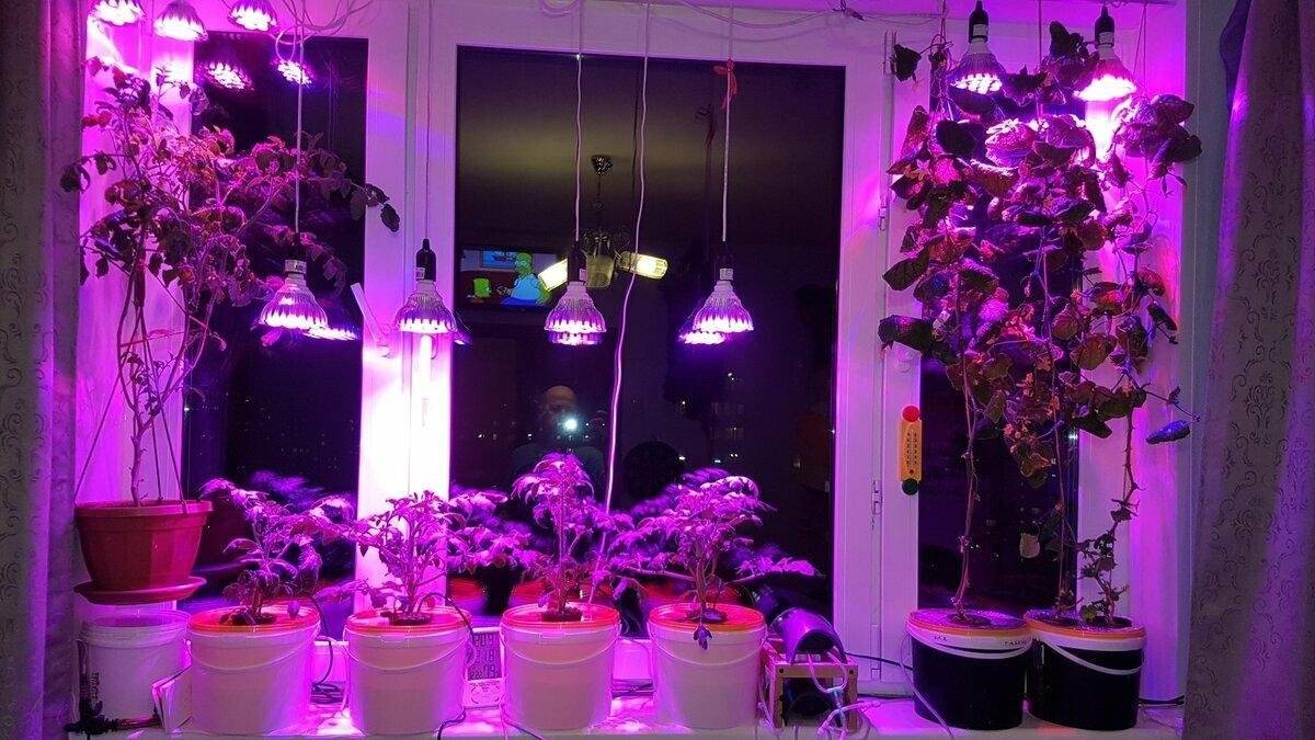 Можно ли подсвечивать растения светодиодными лампами