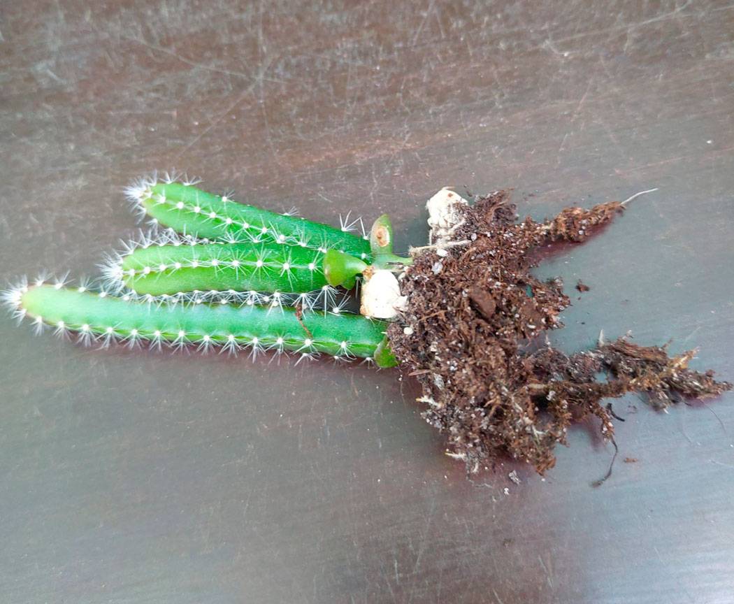 Выращиваем кактусы дома из семян: все что нужно знать