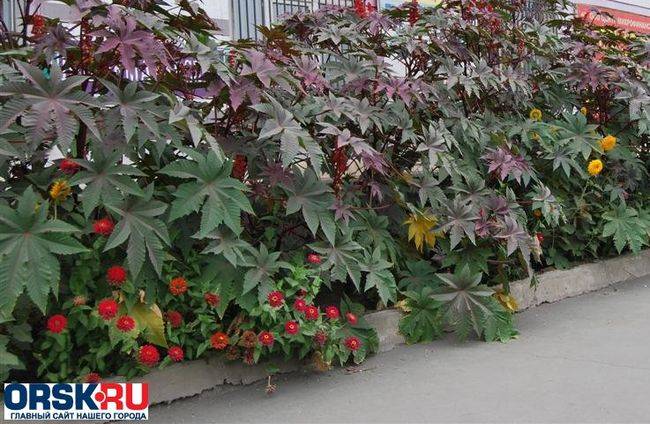 Клещевина: советы по уходу и посадке растения в открытый грунт
