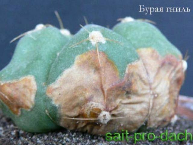 Гниль кактусов разной этиологии сухие гнили болезни кактусов / кактусёнок.ру