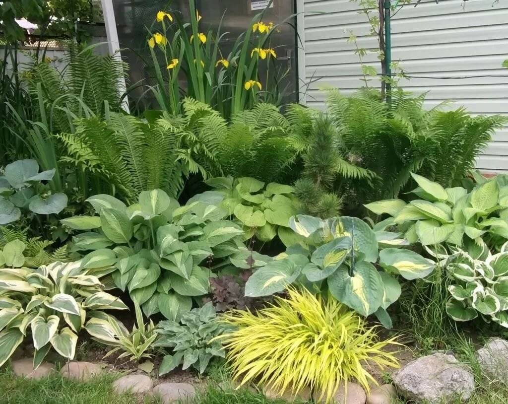 Папоротник садовый посадка и уход - травянистые растения для открытого грунта
