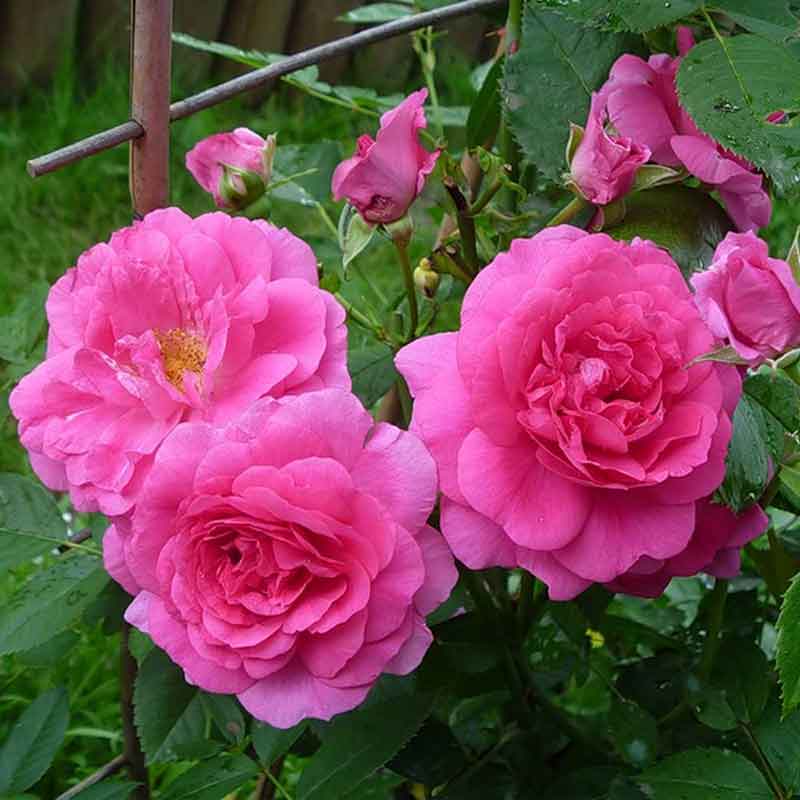 Роза модерн сентинел