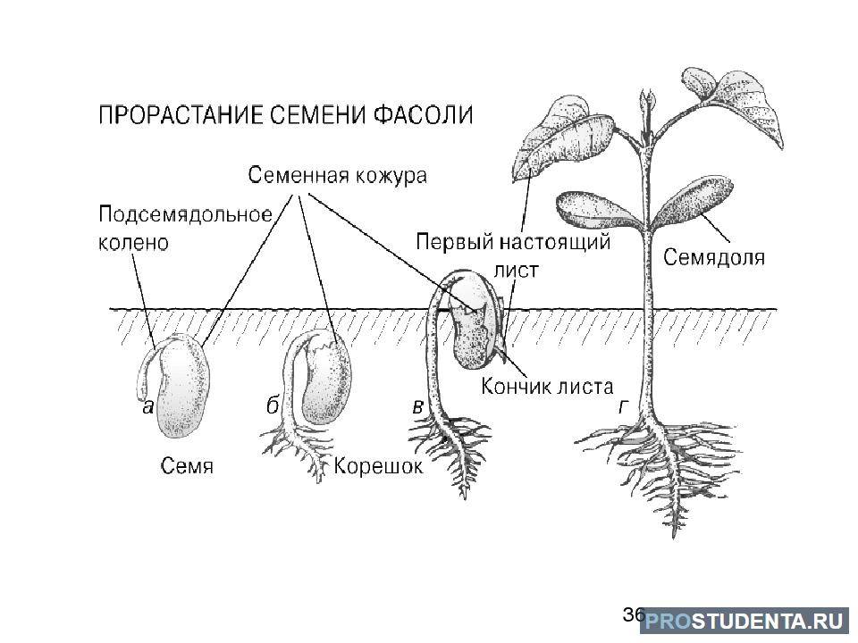 Конспект "строение семян. плоды" - учительpro