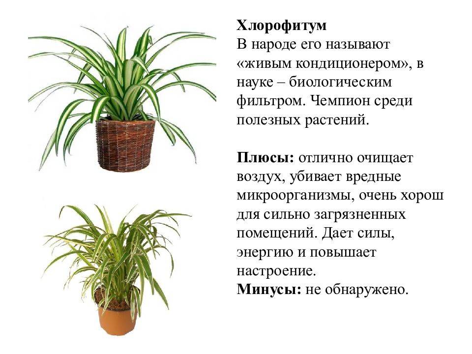 10 самых полезных растений для дома - растения, цветы, комнатные растения,