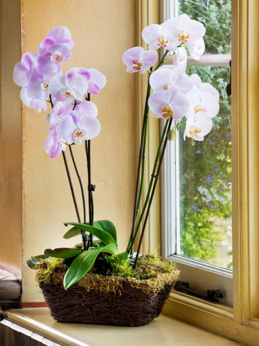 Как заставить орхидею зацвести