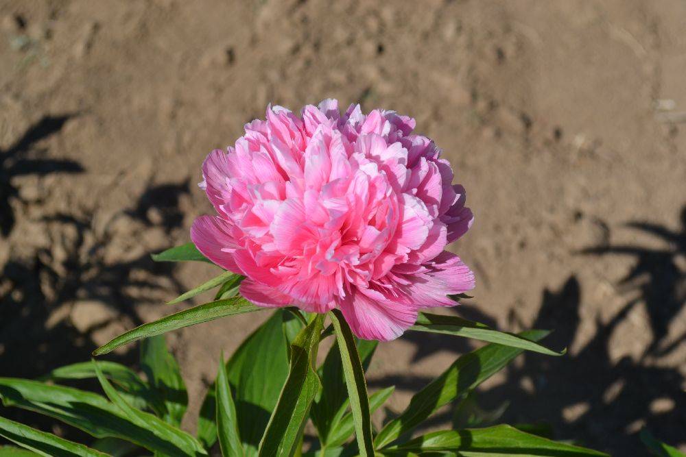 Пион розеа плена (paeonia rosea plena) на садовом участке