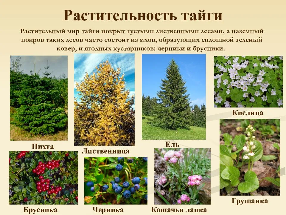 Быстрорастущие деревья и кустарники: названия и описание лучших видов