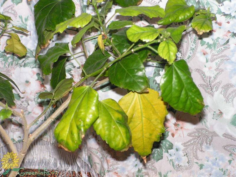 Листья комнатного гибискуса: почему желтеют, по какой причине опадают, что делать, чтобы растение их не сбрасывало?