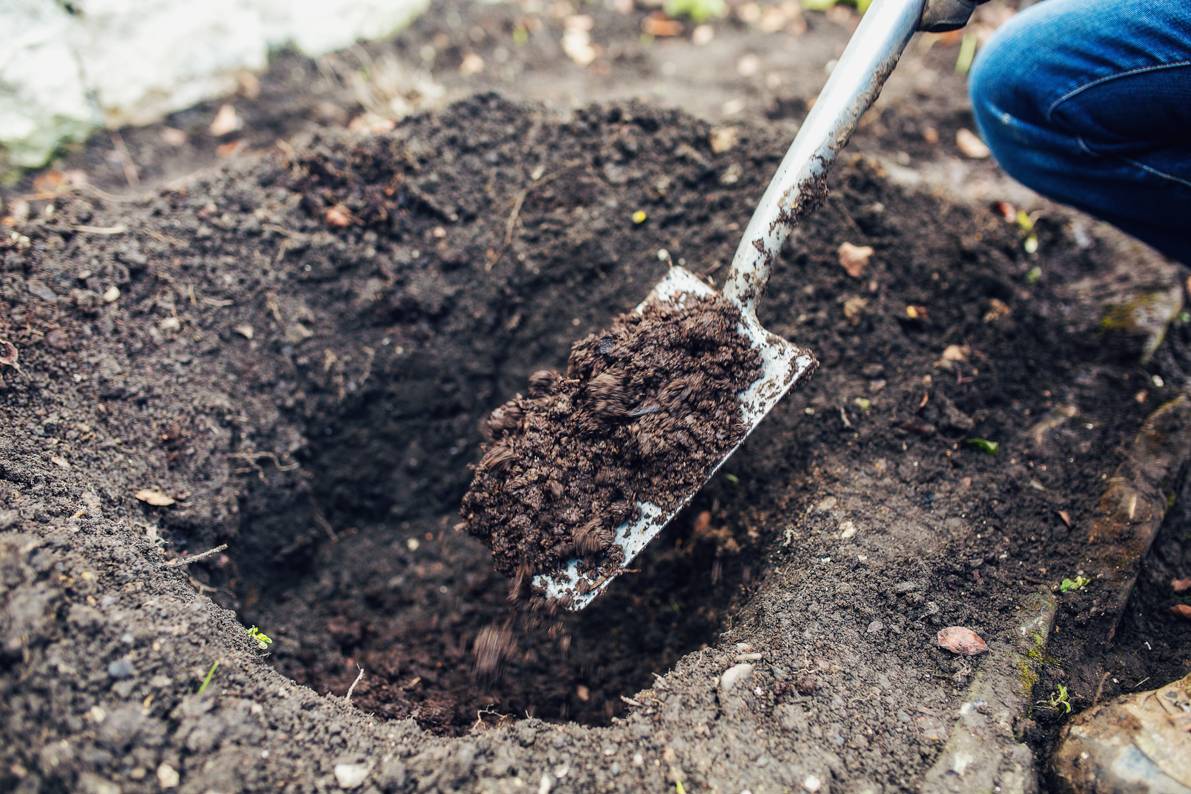 Какие растения растут на кислых почвах и как ее определить?